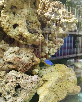 rocce vive acquario marino 