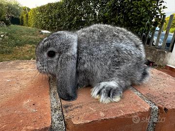 minilop chinchilla 