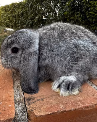 minilop chinchilla 