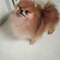 Volpino di Pomerania stallone