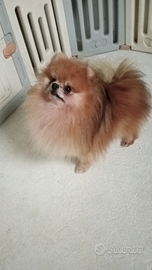 Volpino di Pomerania stallone