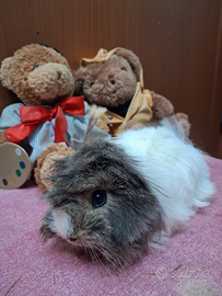 Porcellini d'india o Cavie