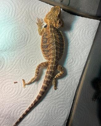 Pogona drago barbuto