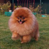 ACCOPPIAMENTO spitz Toy pomerania PEDIGREE ENCI