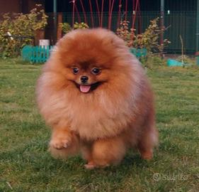 ACCOPPIAMENTO spitz Toy pomerania PEDIGREE ENCI