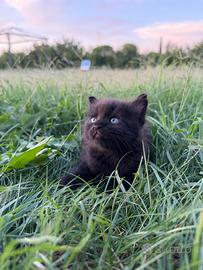 Gattini Neri