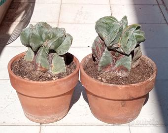 Cactus berretto del vescovo 