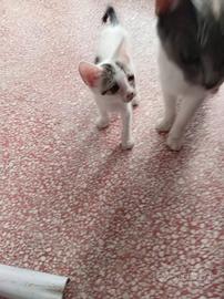 Gatta cucciola