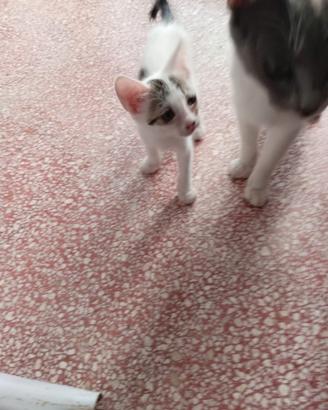 Gatta cucciola