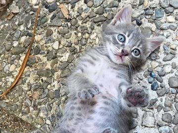 Gattino grigio adozione gratuita Milano e Nord