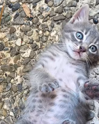 Gattino grigio adozione gratuita Milano e Nord