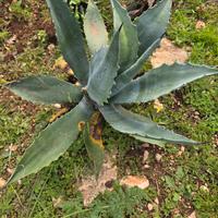 agave di diverse varietà e misure