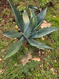 agave di diverse varietà e misure