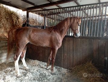 Cavallo kwpm