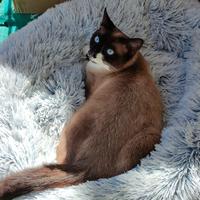 Gatto Siamese male