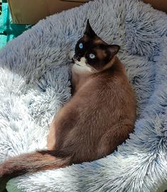 Gatto Siamese male