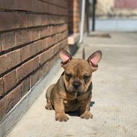 Bulldog francese femmina