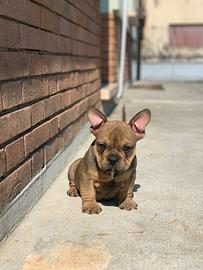 Bulldog francese femmina