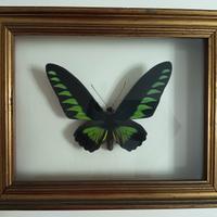 Farfalla tassidermizzata in cornice vintage