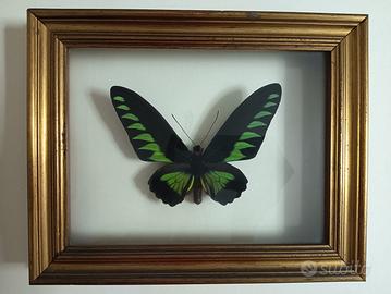 Farfalla tassidermizzata in cornice vintage