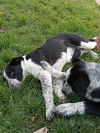Cuccioli di Border Collie