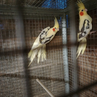 Calopsite taglia maggiorata coppia riproduttrice