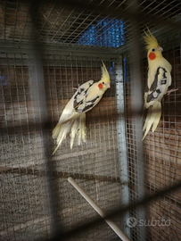 Calopsite taglia maggiorata coppia riproduttrice