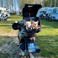 Trasportino cani e bauletto moto POW