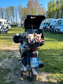 Trasportino cani e bauletto moto POW