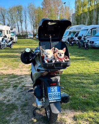Trasportino cani e bauletto moto POW