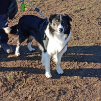 Cane border collie per accoppiamento gratis