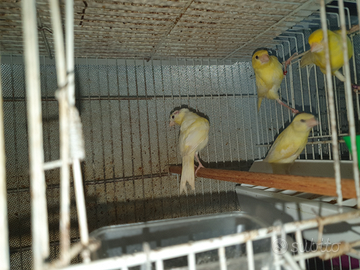 Canarini gialli o arlecchini portoghesi