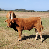 Vitelli e vitelle limousine