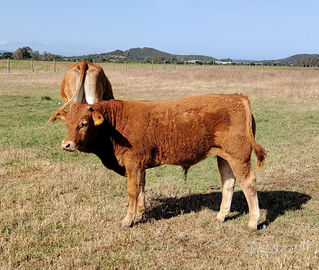 Vitelli e vitelle limousine