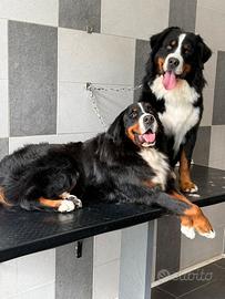 Cuccioli Bovaro del Bernese