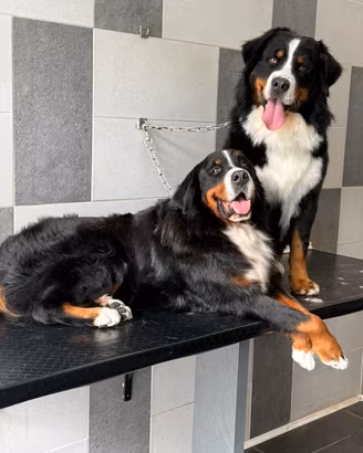 Cuccioli Bovaro del Bernese