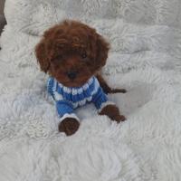 Barboncino mini toy red