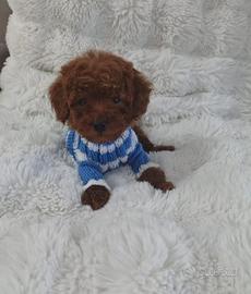 Barboncino mini toy red