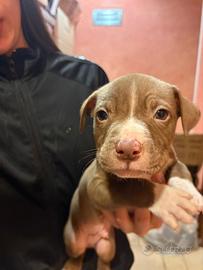 Cuccioli pitbull