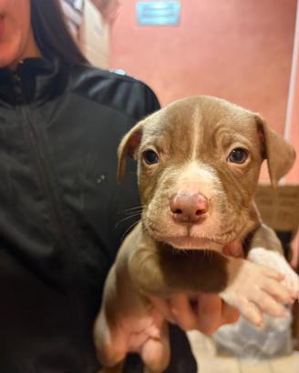 Cuccioli pitbull