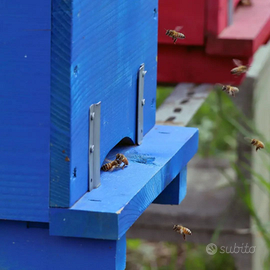 Nuclei api ligustiche in zona Parma