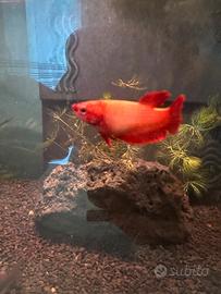Betta femmina