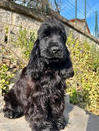 Cucciolo di cocker spaniel inglese con pedigree
