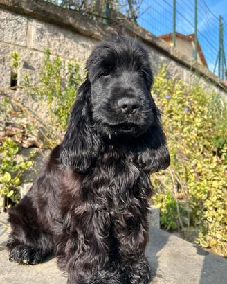 Cucciolo di cocker spaniel inglese con pedigree