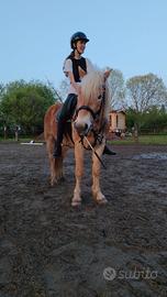 Haflinger mezzafida