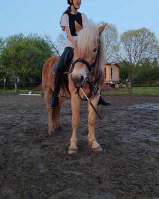 Haflinger mezzafida