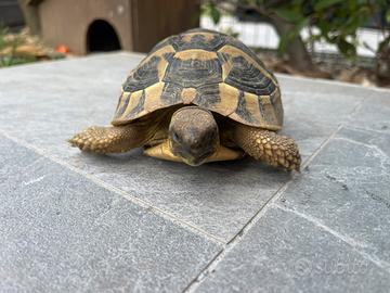 Tartaruga da terra