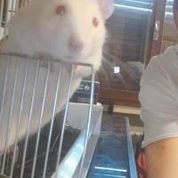 Ratto domestico in adozione