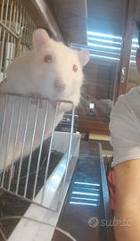 Ratto domestico in adozione