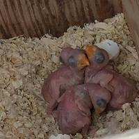 Pulli di parrocchetto dal collare